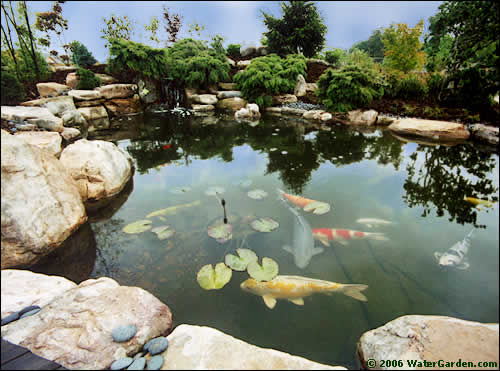 Pond Water Gardens