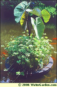 Floating Islander Planter floating in pond with plants.
