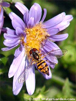 Toxomerus Hover Fly on an aster