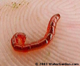 Backyard habitat blood worm