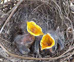 Mockingbird Nestlings