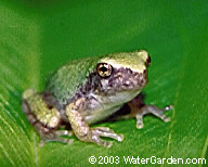 backyard habitat treefrog